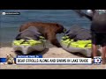 Bear strolls along Lake Tahoe beach, catching attention of beachgoers