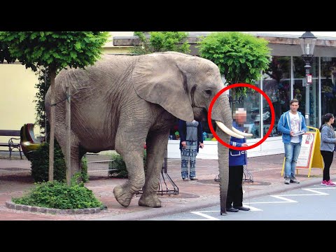 16 Krasse Fakten Über Elefanten! | DEIN SCHATTEN!