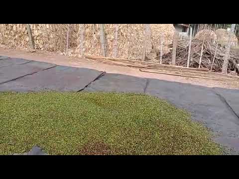 100 g green organic cardamom, pure fresh kerala.karantaka,ta...