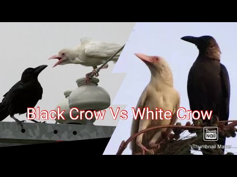 Amazing Animals / Birds / Black Crow Vs White Crow