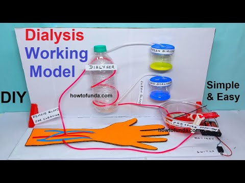 kidney working model 3d with stand for science fair exhibition urinary system craftpiller
