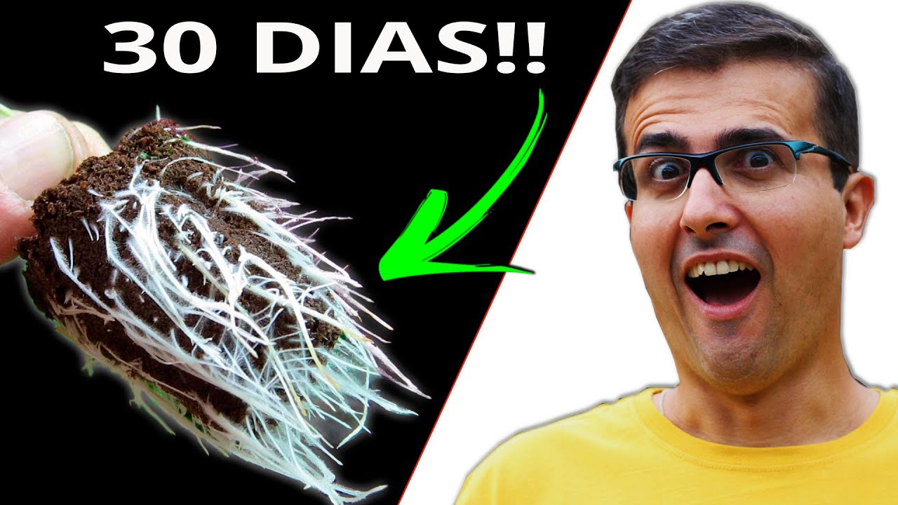 COMO FAZER SUA ESTAQUIA VINGAR DA FORMA CORRETA!!