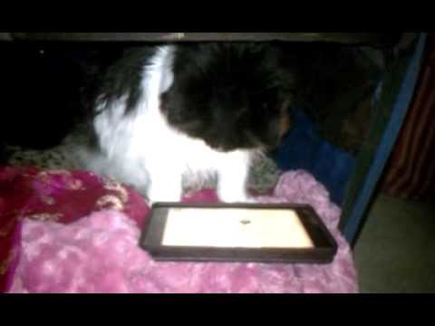 Willy -CEO of charmiesbywendy-