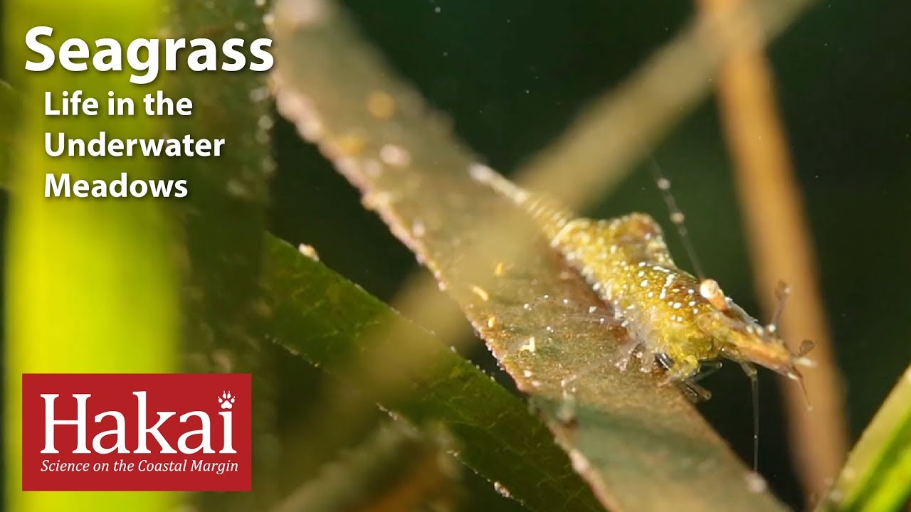 Seagrass: Life in the Underwater Meadows