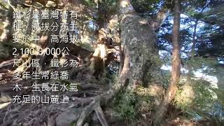 從3026營地攀登關山