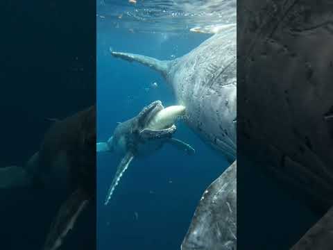 La ballena azul alimenta a su cría con leche bajo el agua 🤯🐳