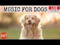 [LIVE] Dog Music🎵Dog Calming Music for Dogs Deep Sleep🐶 🎵Separation Anxiety Music for Dog Relax🔴6
