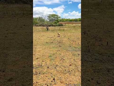 TINA ASSUSTOU-SE COM O BARULHO DO TIRO - SANTO ANDRÉ/PB 🐶