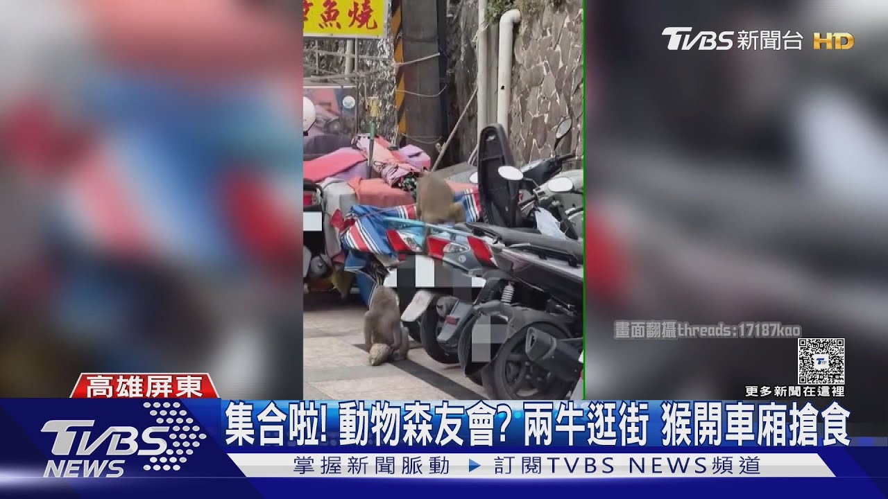 猴子暴力開車廂翻食物!高雄、屏東、台中「動物逛街」頻傳