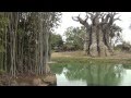 Kilimanjaro Safaris The Safari Ride At Disney World S Animal Kingdom Lions Playing