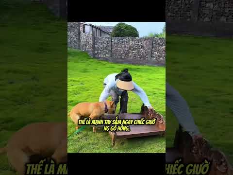 Chú Chó Này Còn Sướng Hơn Cả Tôi  #pets #dongvat #animals #funny #giaitri#dog #funny #giaitri