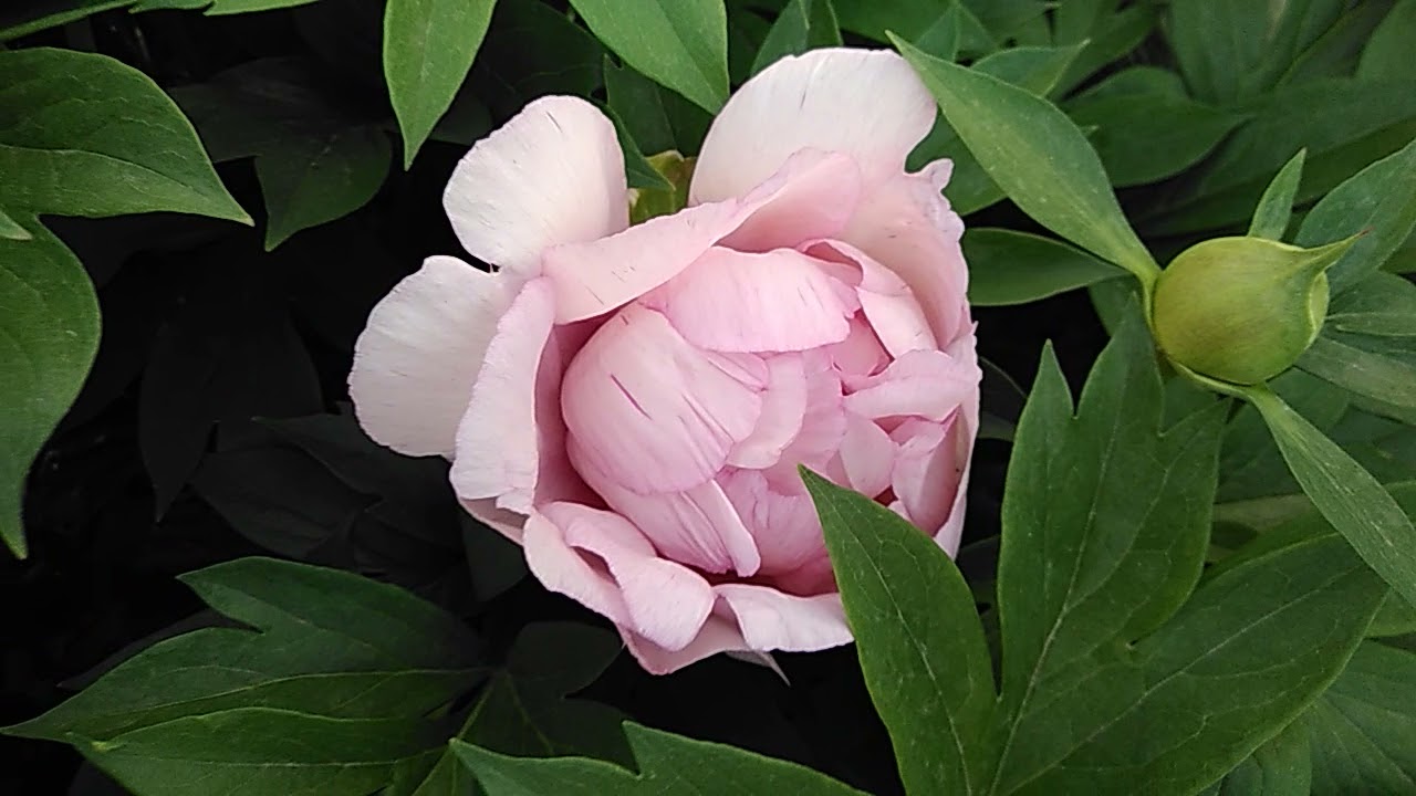 Ито пион Ферст Эрривал (Paeonia First Arrival) вечерняя съемка