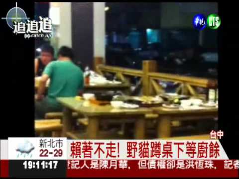 快炒店吃飯 野貓"叼魚"跳上桌