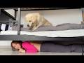 Playing Hide And Seek With My Dog Part 4