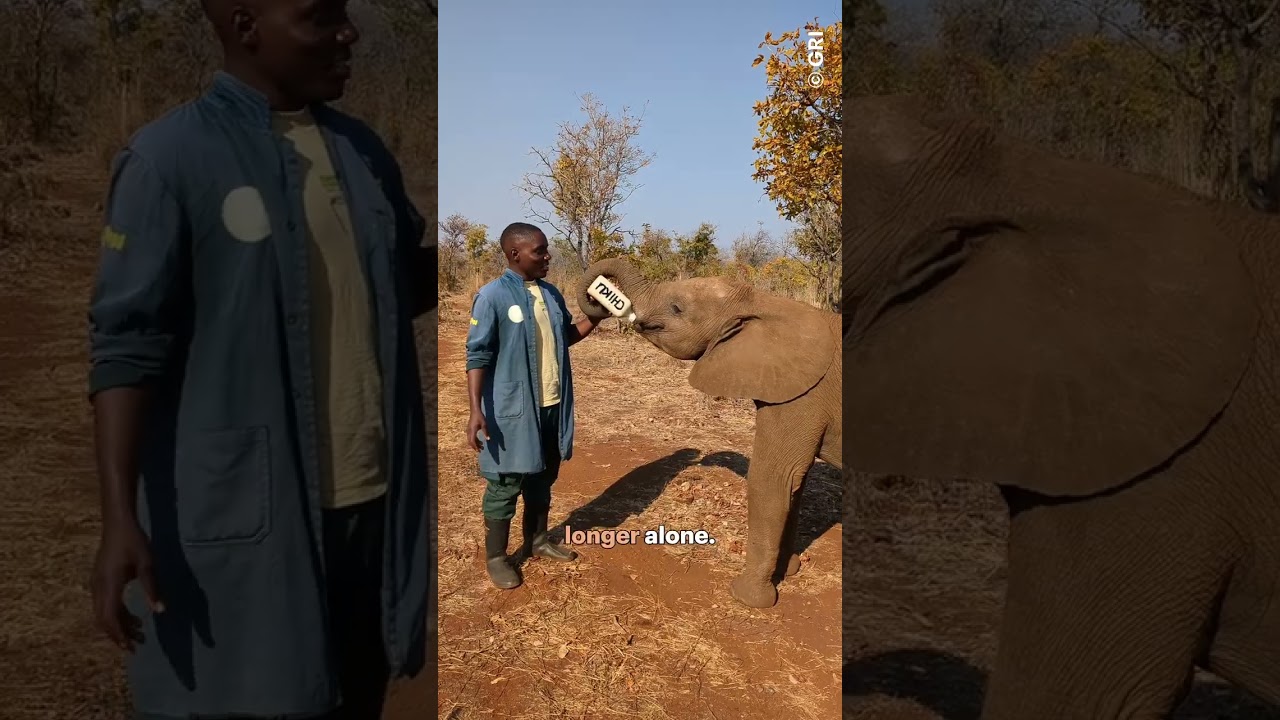 Rescuing Chikumbi: an orphaned elephant's journey