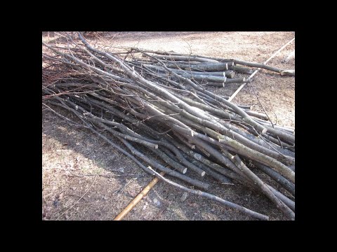 Can I make a fence out of trees? #shorts