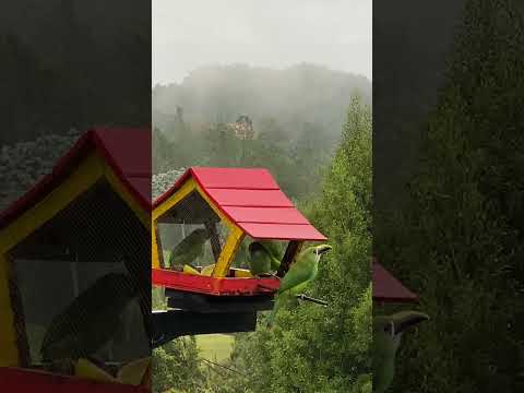 Emerald Toucanet in El Retiro, Antioquia Colombia. Tucaneta Esmeralda