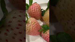 Download lagu Pink-A-Boo pink strawberries by Wish Farms! Found these at my Lucky’s Supermarket. #strawberries mp3