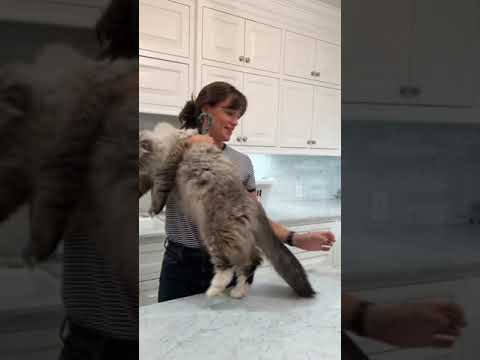 Jennifer Garner bathing her cat takes up at least 1/4 of my mental real estate.