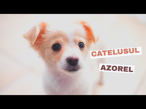 The Azorean Puppy | Stories for Children | Stories with Baby Animals [ESA Family]
