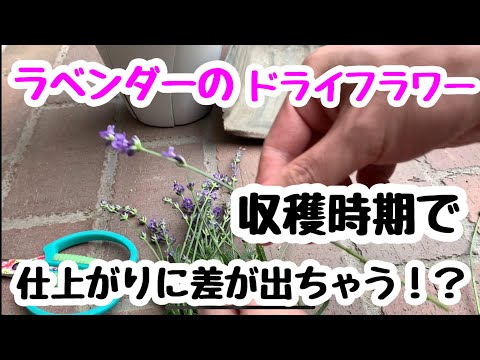 装飾的なラベンダーバッグを自分で縫う 植物