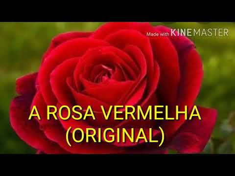 Rosa Cor De Rosa - João Paulo Jr.
