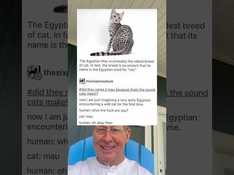 The Egyptian Mau is Probably The Oldest Breed of Cat. (grandpa)