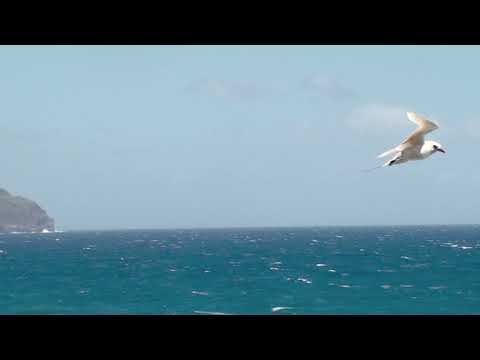 Red-tailed Tropicbird