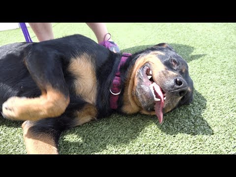 Kennel Kameos - Aliza