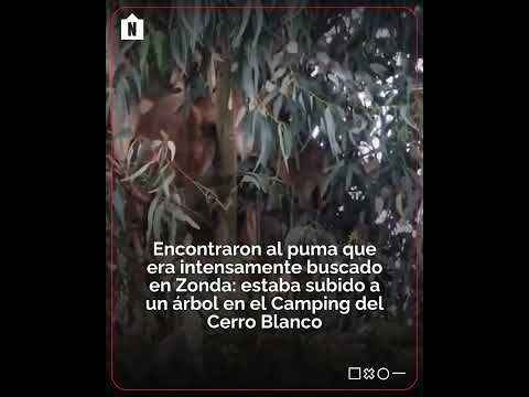 🐆 Hallaron al puma que era buscado en Zonda