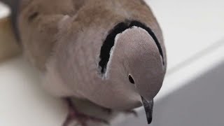 Download lagu PUTER GENI/PUTER LUMUT/PUTER DERUK MANGGUNG GACOR mp3