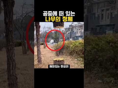 공중에 떠 있는 나무의 정체 #artist #drawing #화가