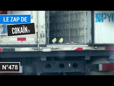 Le Zap de Cokaïn.fr n°478
