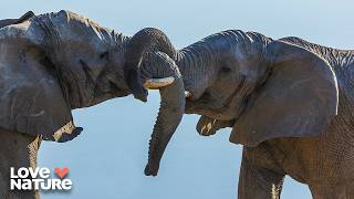 Mating Season with African Elephants | Wildlife Icons 102