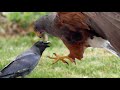 i d like to hunt the vicious crows falconer falconry harris hawk