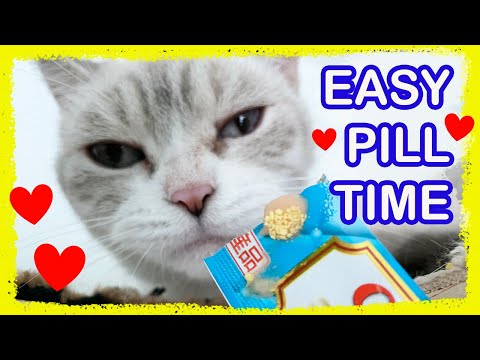 How to Get Cats to Eat Pills (Method 2)