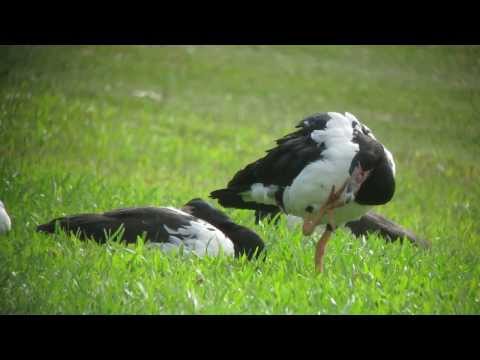 Magpie Goose showing off its unique, partly webbed feet