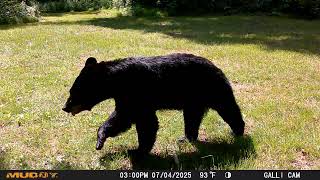 Resident Black Bear 5