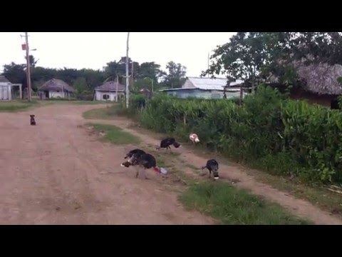 Gran Club Coral, Santa Lucia Cuba, 3-10 déc. 2015