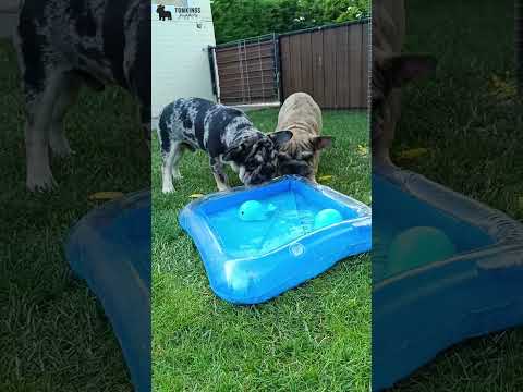 Video 5