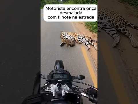 o Filhote da onça pintada tenta acordar a mãe na estrada!#shorts #shortvideo #wildlife