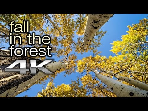 2 HR Nature Relaxation 4K: "Fall in the Forest"  (+Nature Sounds)