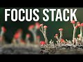 Macro focus stacking tutorial: Tips for Photoshop and Helicon