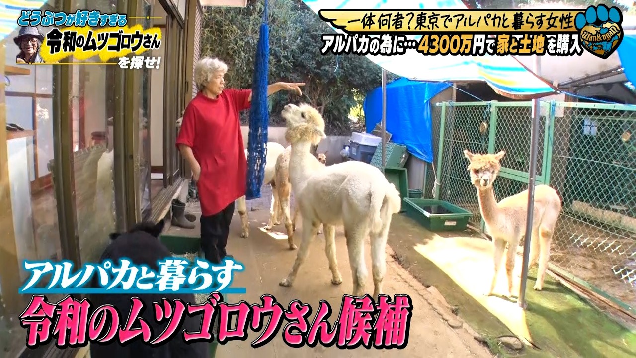 【令和のムツゴロウさんを探せ！】アルパカが好きすぎて４０００万をかけ家を作った謎の女性に密着！