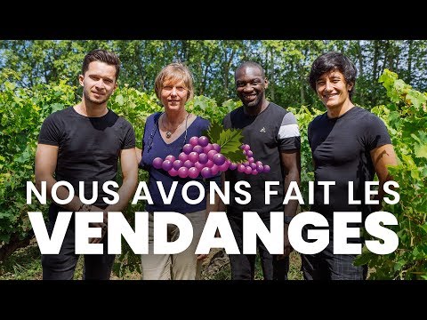 Nous avons fait les vendanges 🍇 - Reportage YouCook