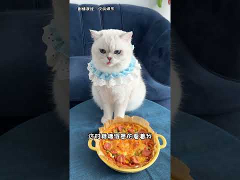 【白糖糖的日常】我家貓比我媽還愛我！！