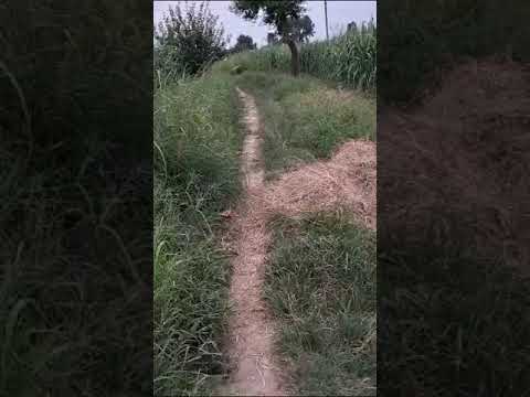 Mulching #farming #agriculture @Anubhavi_Kisan