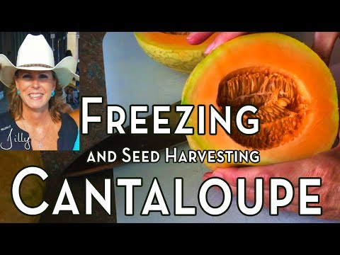 download lagu mp3 mp4 Can You Freeze Cantaloupe Melon, download lagu Can You Freeze Cantaloupe Melon gratis, unduh video klip Can You Freeze Cantaloupe Melon