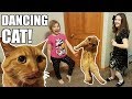 Dancing Cat Won't Stop!  Funny & Cute!  Babyteeth More - Jillian and Addie Laugh Dancing Cat Won't Stop!  Funny & Cute!  Babyteeth More