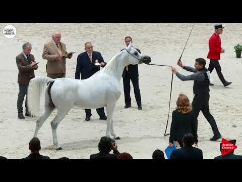 N.66 WADAD ZAMANI - Paris 2018 - Senior Mares (Class CM 3A)